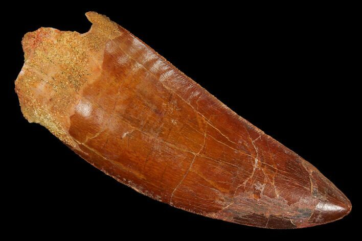 Fossil Carcharodontosaurus Tooth, Serrated - Morocco #110435